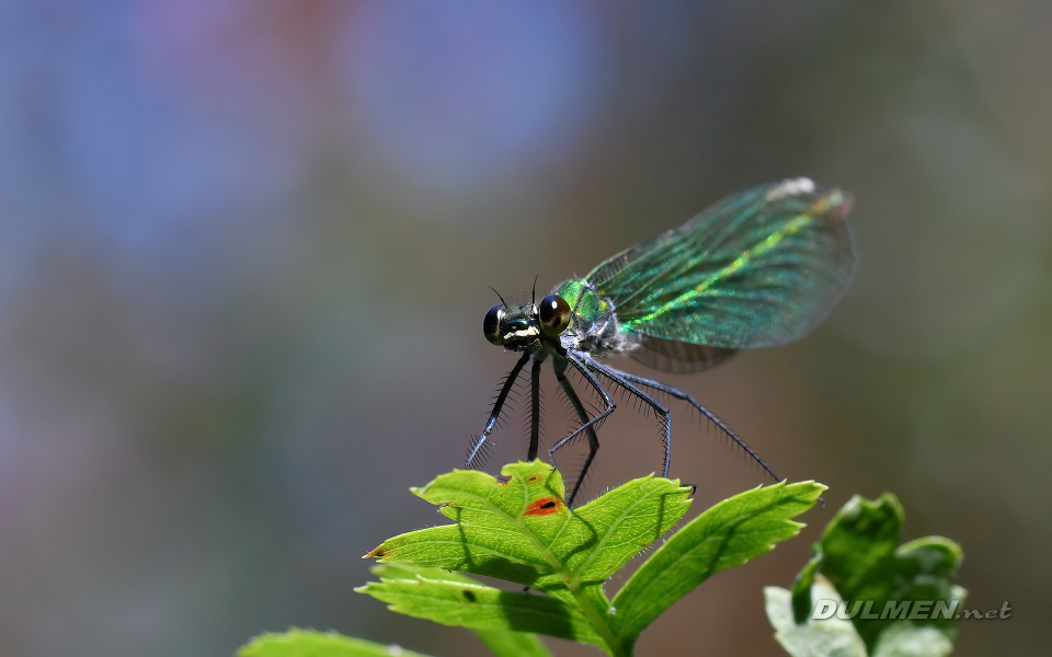 Banded demoiselle (female, Calopteryx splendens)